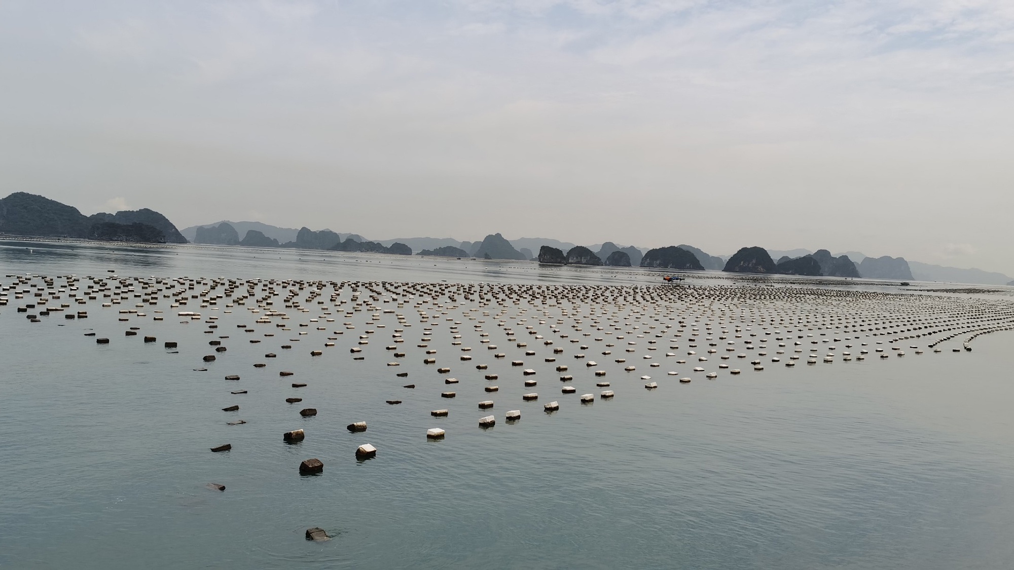Quảng[-]Ninh[-]loại[-]bỏ[-]'bẫy[-]tử[-]thần'[-]trên[-]biển[-]để[-]cứu[-]môi[-]trường